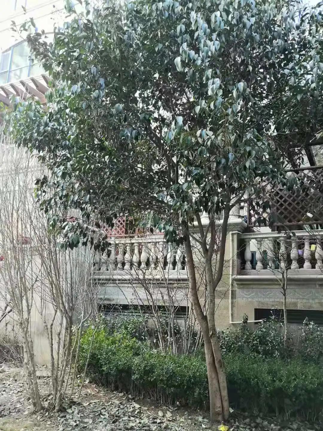 烟台凤凰山区域富人区,十年后烟台房价的走势