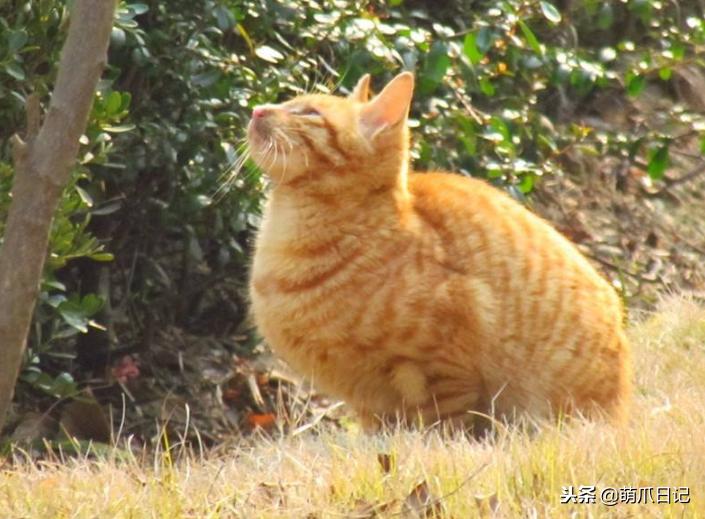 养狗是养哈士奇好还是养萨摩耶好,农村养狗也要当宠物养吗