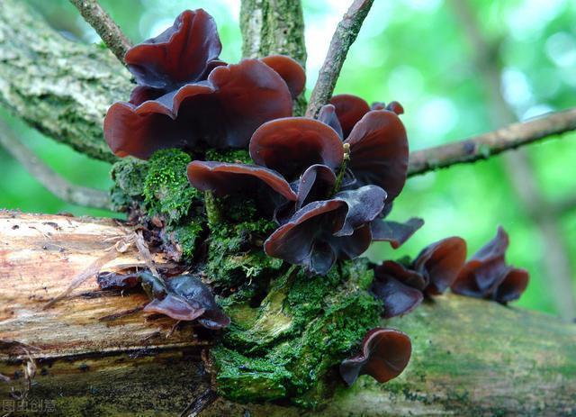 有哪些食物吃了可以抗核辐射,什么食物可以抗辐射