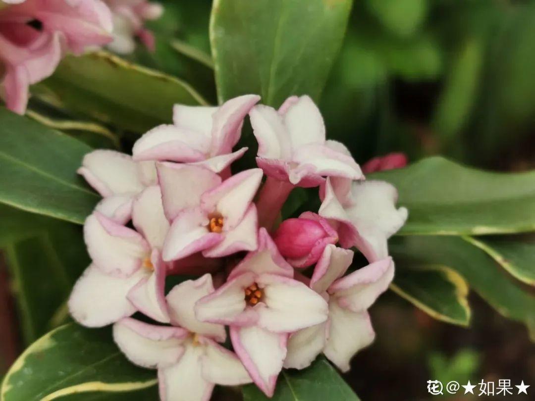 耐养的香水花,种室内香水花