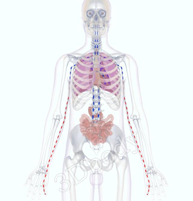 3d十四经络动态循行图,经络图3d动态图三焦经