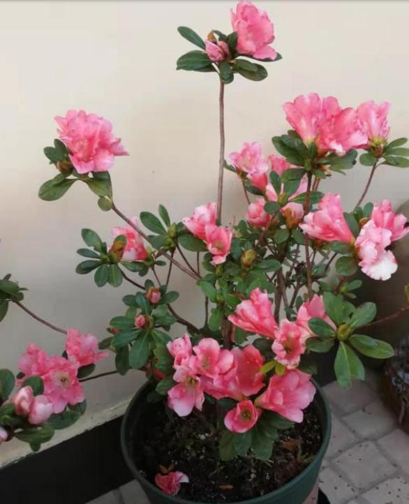 刚收到杜鹃花需要做什么,刚栽的杜鹃花需要浇水吗