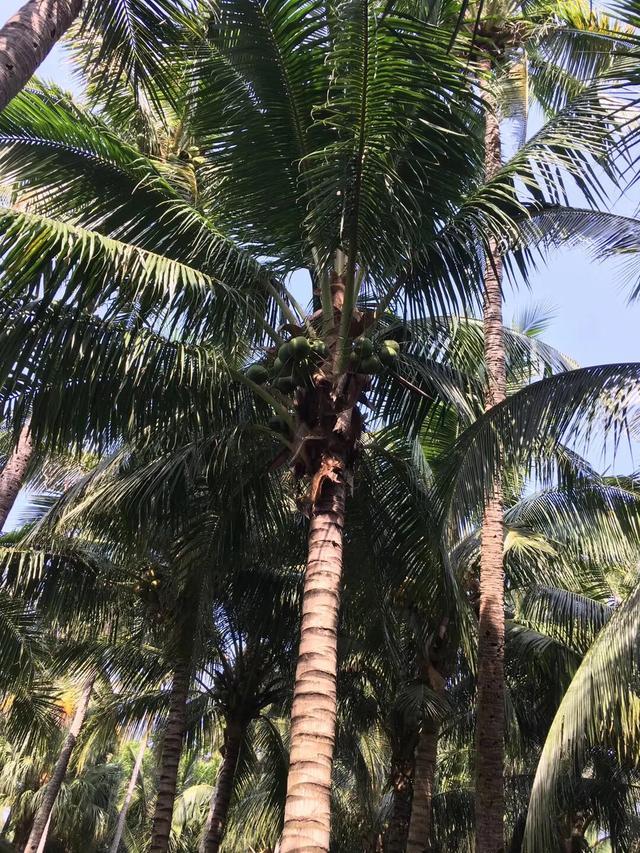 蜈支洲岛到天涯海角有多远,蜈支洲岛和天涯海角哪个好