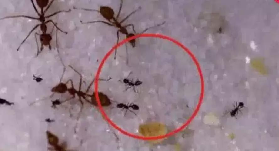 广西红火蚁咬伤事件,红火蚁入侵防城港市