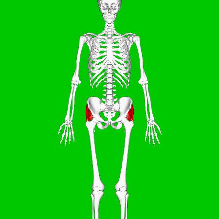 臀部宽瘪的翘臀训练教程,翘臀和臀部紧实的动作