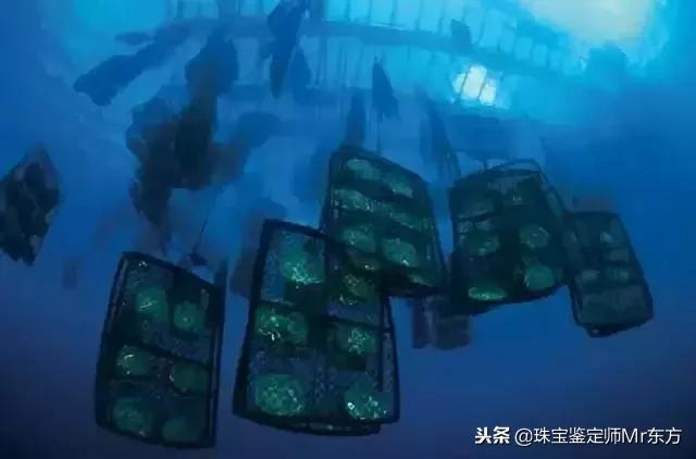 澳白南洋珍珠是什么,澳洲白珍珠为什么那么便宜