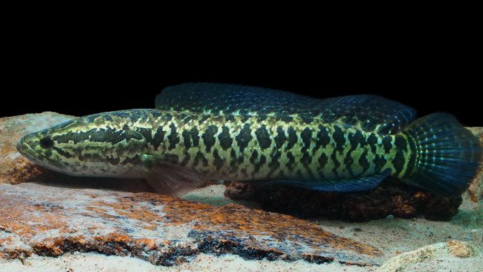 深海黑鱼有多恐怖,巨型亚洲黑鱼