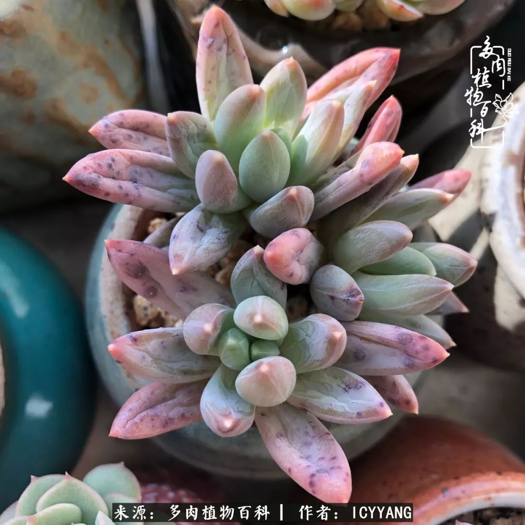 室内阳台多肉的养护方法,景天多肉养护