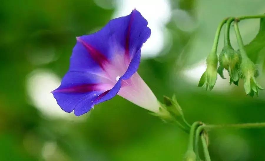 晨勃消失很久了，还能恢复到从前吗？