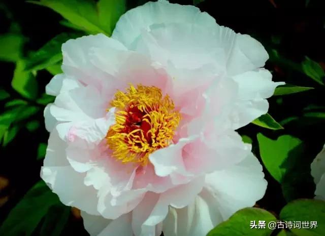 古诗中赞美牡丹的诗句有哪些,我见过雍容华丽的牡丹阅读答案