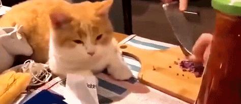 流泪猫猫头,流泪猫猫头抱小熊