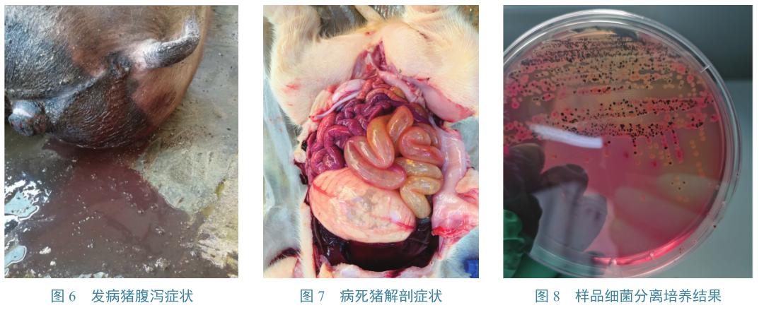 流行病学|一起猪群腹泻的紧急流行病学调查