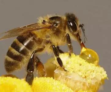 挨饿时的蜜蜂是疯子，一定要谨慎对待