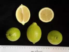 柑橘新优优缺点,设施柑橘新品种优缺点