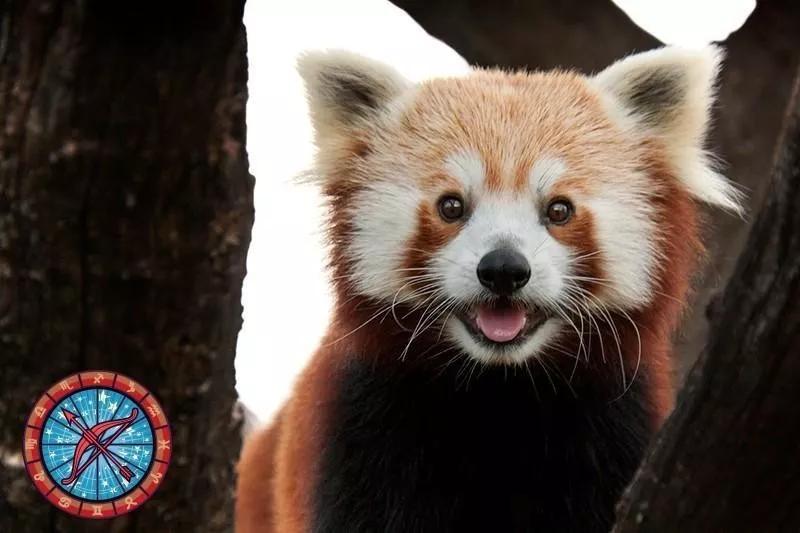 十二星座运势野兽,如何知道自己星座最适合的动物