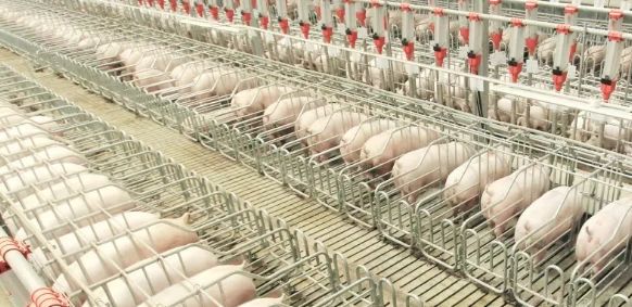 德康农牧、周黑鸭、昊王米业……这些农业产业化国家重点龙头企业，都有哪些成功经验？