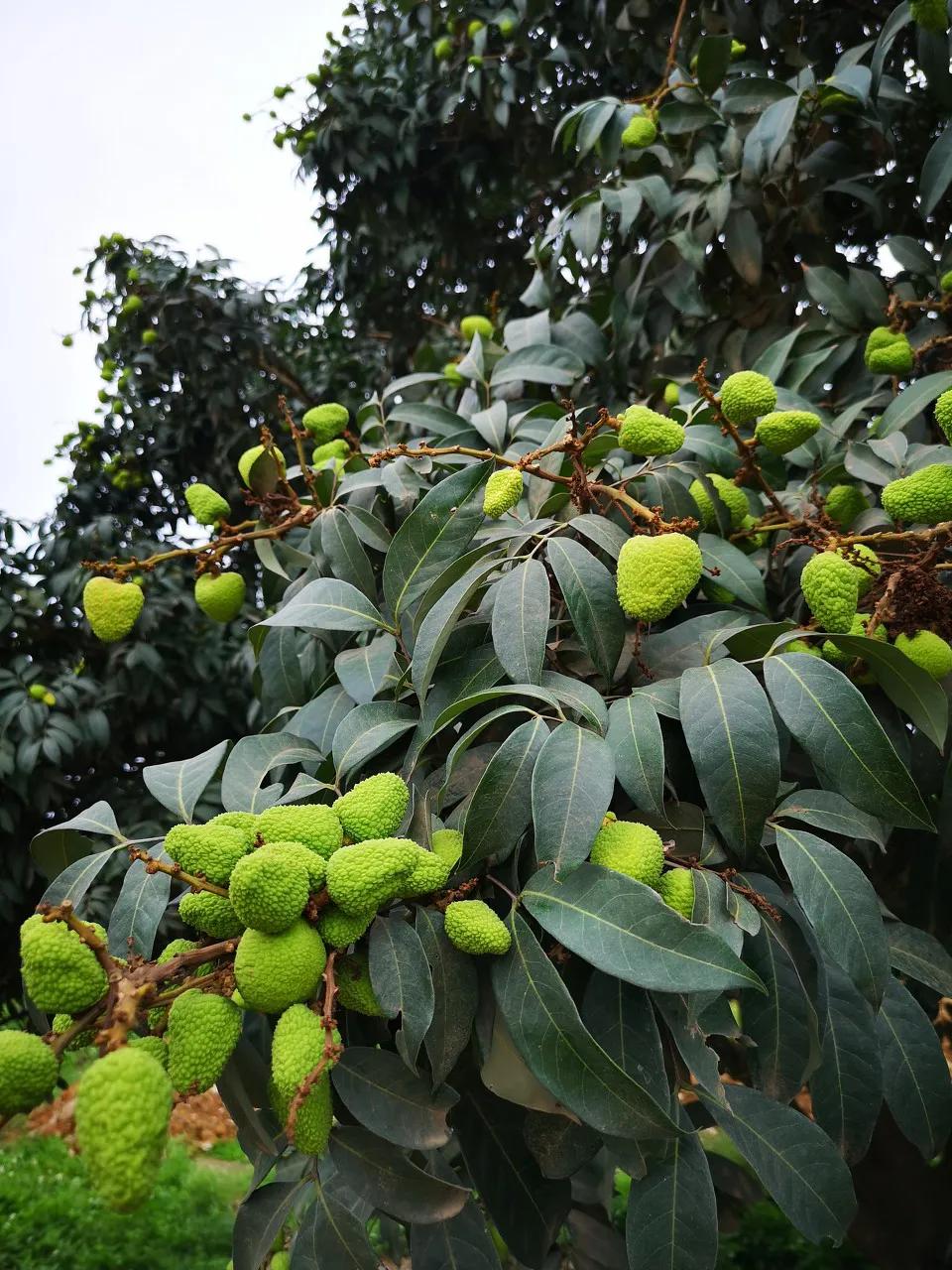 中国哪里的荔枝最甜,全国荔枝最好吃的地方