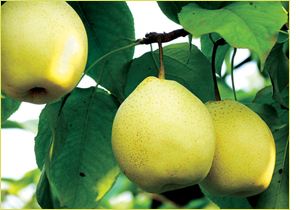 清华学霸讲数学全集,清华学生理综300分