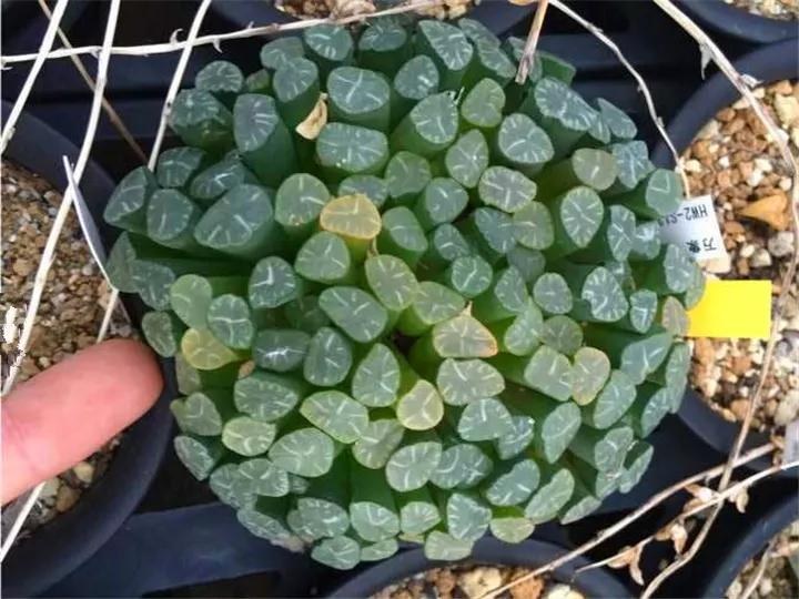 50款最红的多肉一棵多少钱,2021多肉植物掉价最多品种
