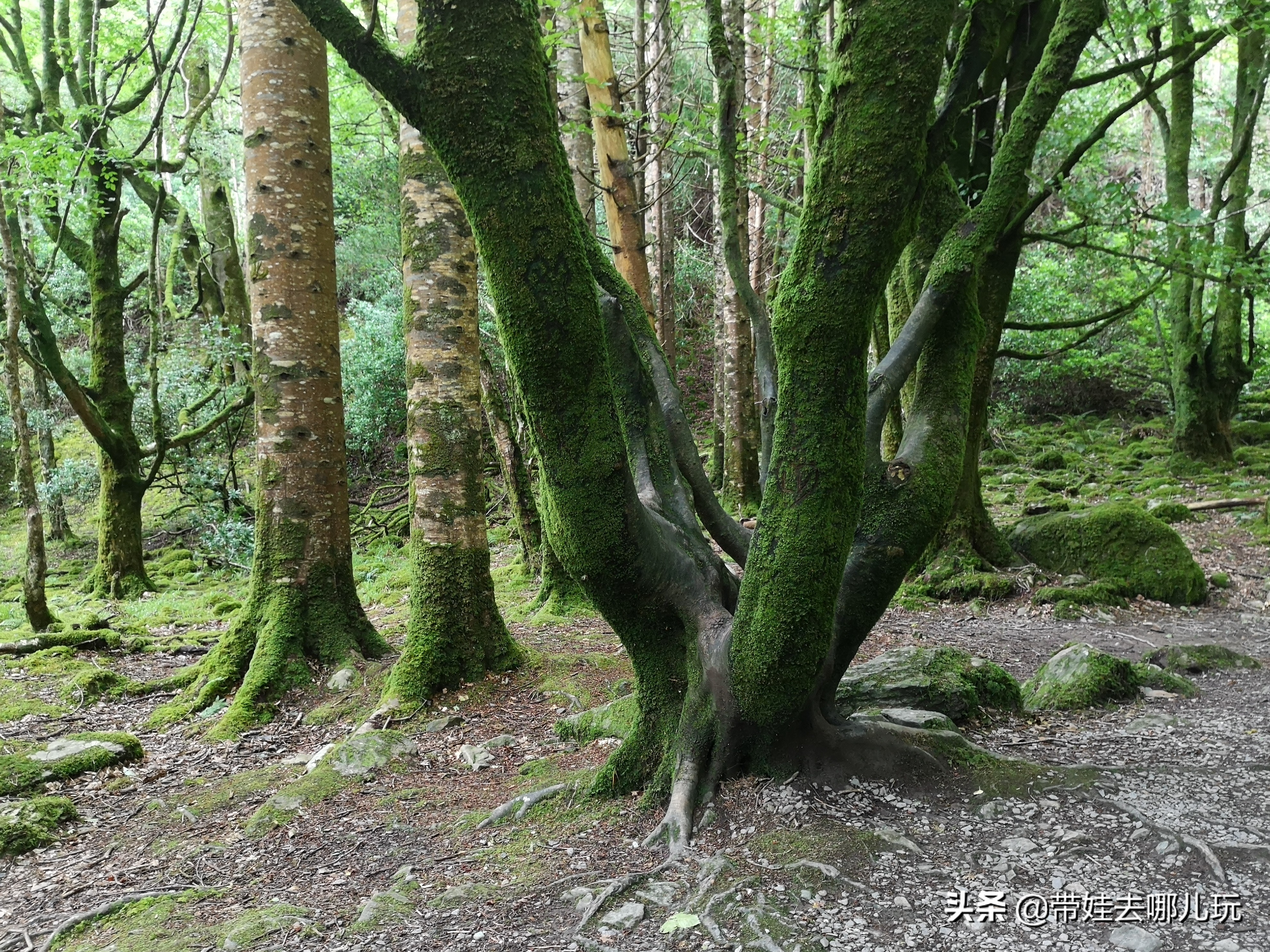 爱尔兰翡翠岛旅游景点,翡翠岛