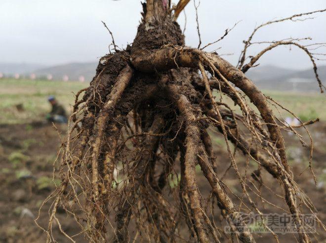『产地快讯』当归、*党**参、黄芪、黄芩、玫瑰花、月季花、桂花等