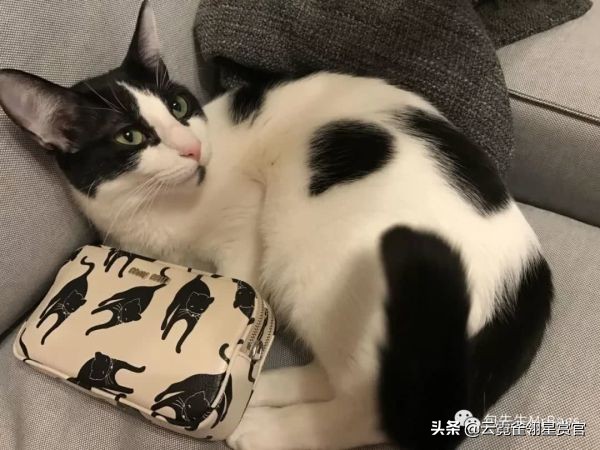 非常好看的宠物包,大家的包都带什么玩偶