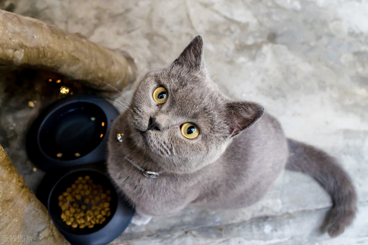 猫咪的驱虫药可以驱什么虫,铲屎官必备驱虫攻略