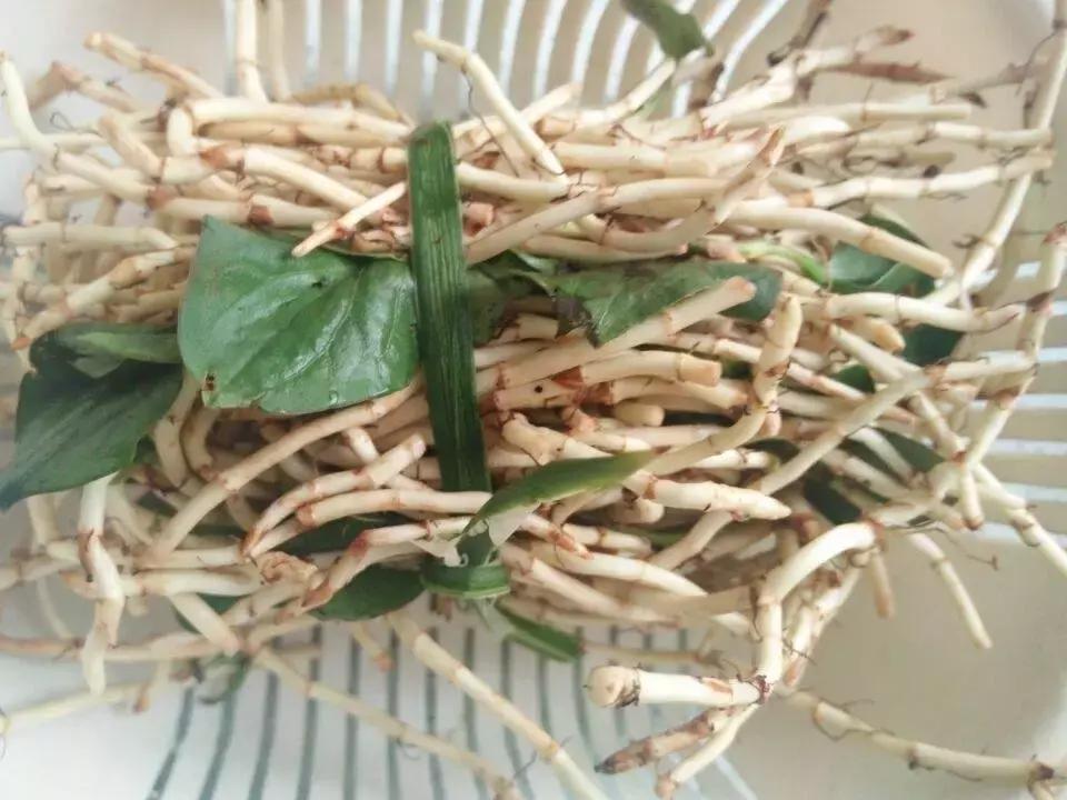 贵州美食折耳根味道,贵州折耳根麻辣味好吃还是烤肉味