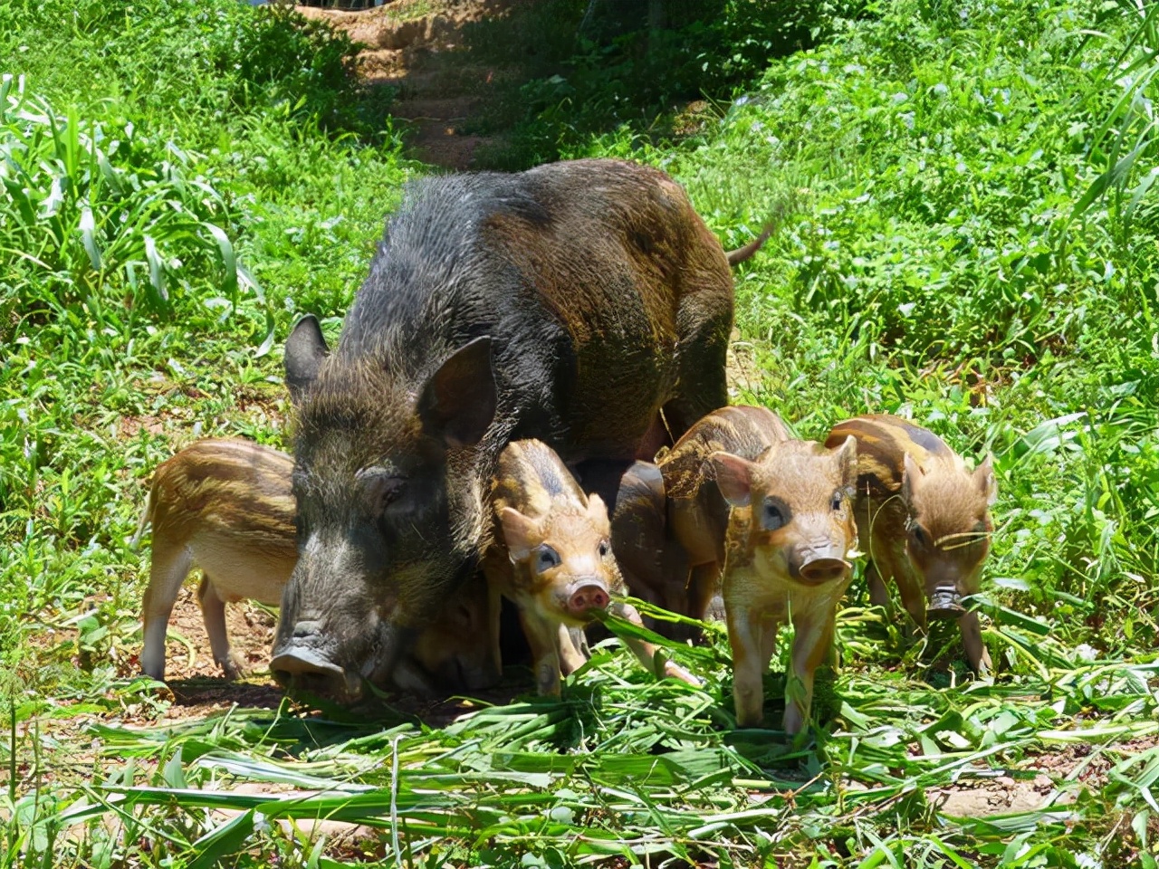 1个木箱3个人，“轻松”捕获野猪肉200多斤，为何野猪还如此猖狂