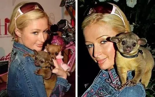 胡歌养的5只什么猫,胡歌的宠物猫