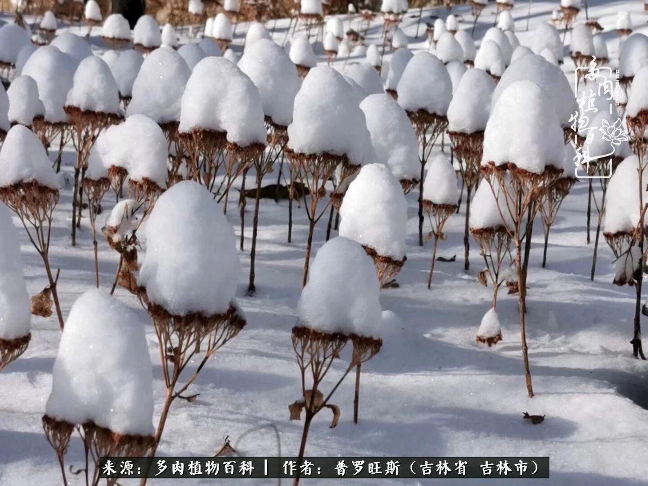 日日勤服侍，日日勤拂拭！服侍花儿，就是拂拭心灵