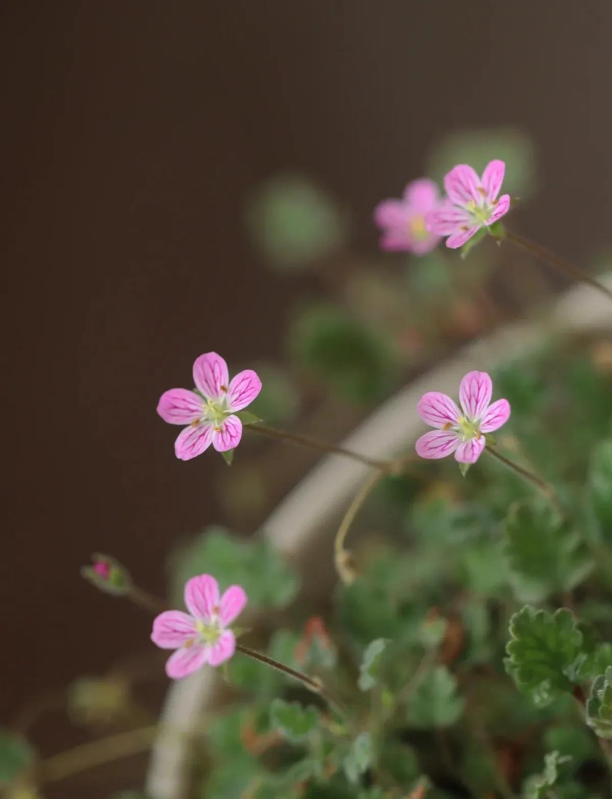 讨厌推销的人怎么办,为什么特别讨厌推销东西的人