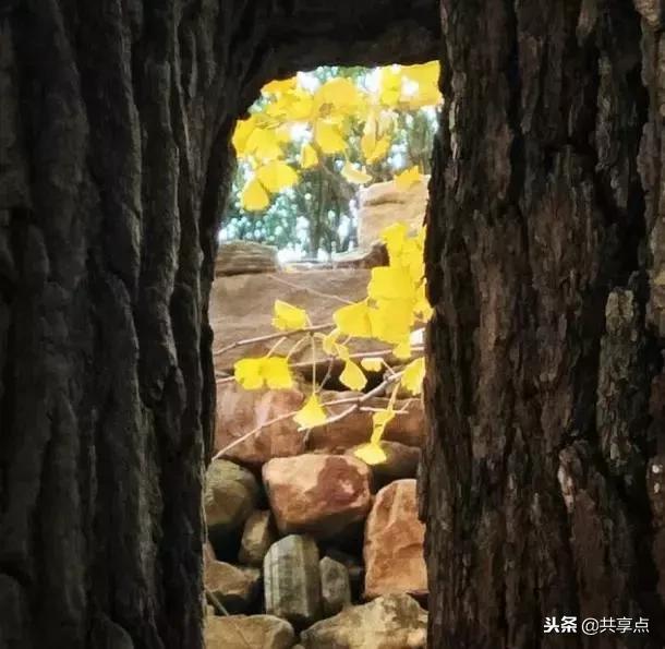 辉县白云寺国家森林公园好看吗,从获嘉县城到辉县白云寺怎么走