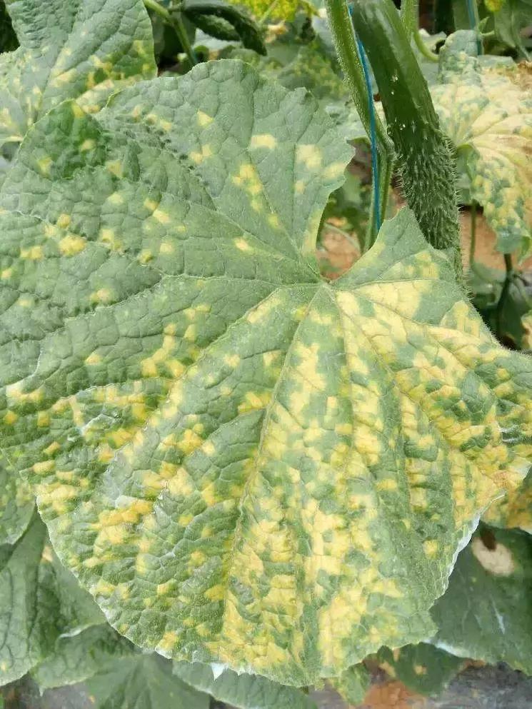 学会这一招，靶斑病不用愁，黄瓜“小黄点”轻松就搞定