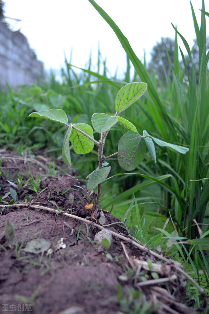 防野兔啃豆苗方法,种黄豆有兔子吃怎么办