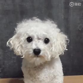 比熊这朵棉花糖，圆圆白白胖胖，是我的初恋情狗没错了