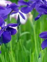 兰花的画法国画,兰花的画法步骤动画