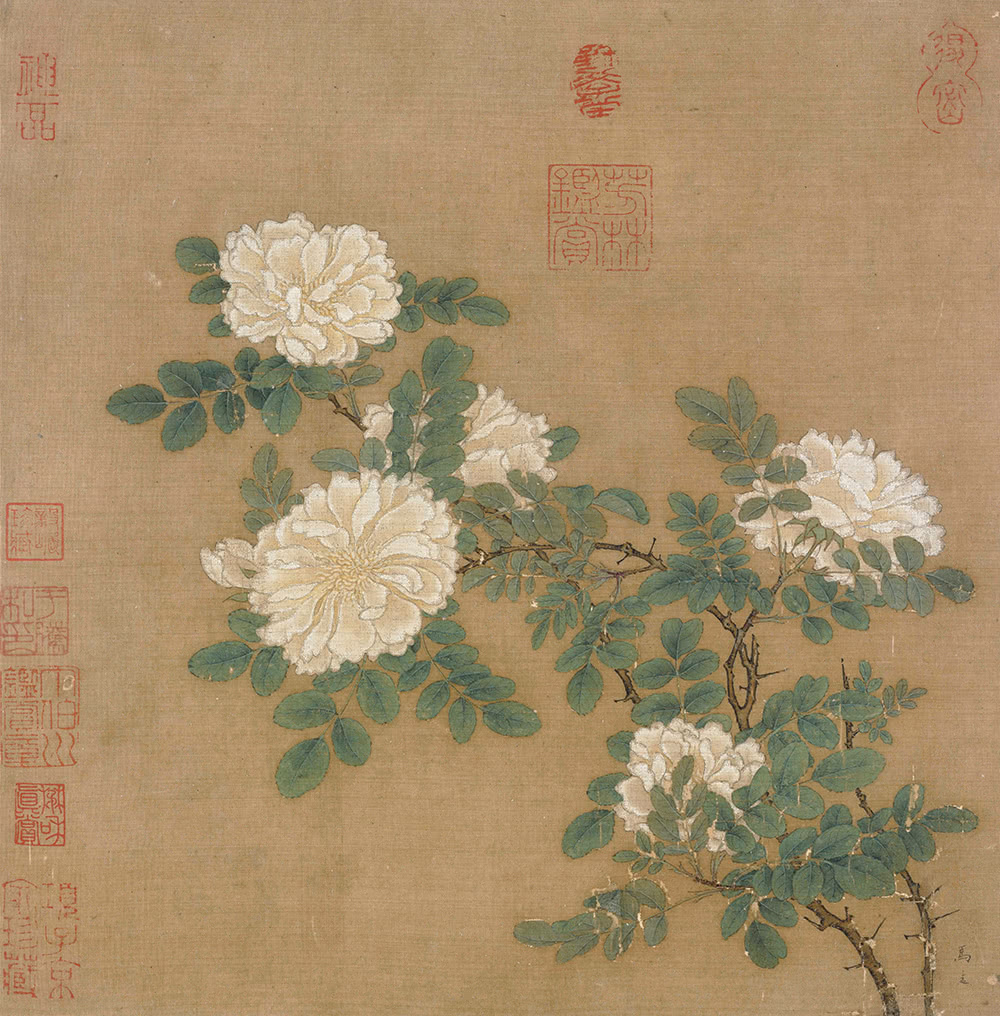 荼蘼花蕴含的哲理,荼蘼花佛教含义