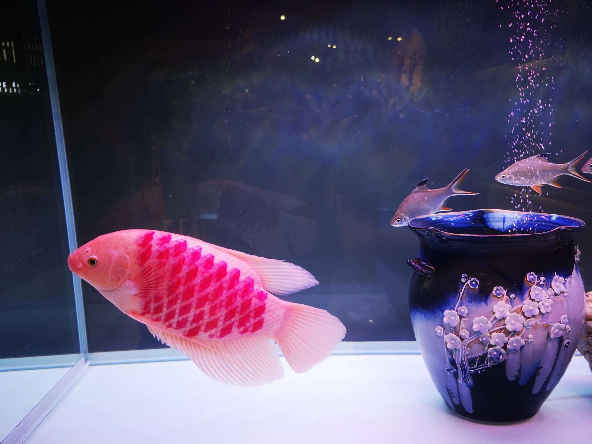 网上购买观赏鱼的注意事项,观赏鱼怎么买最省钱的方法