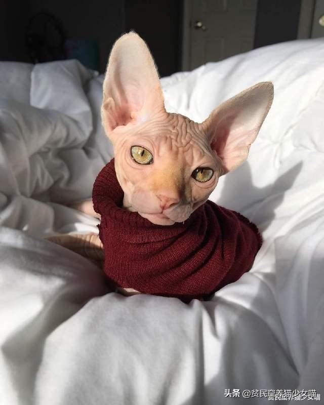 辟谣：无毛猫不是一个猫品种，也算不上是猫咪过敏者的福音