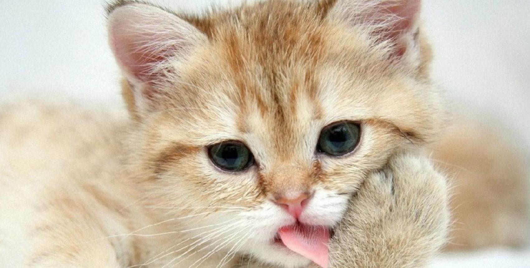 关于猫的幽默语言,跟猫有关的英语知识