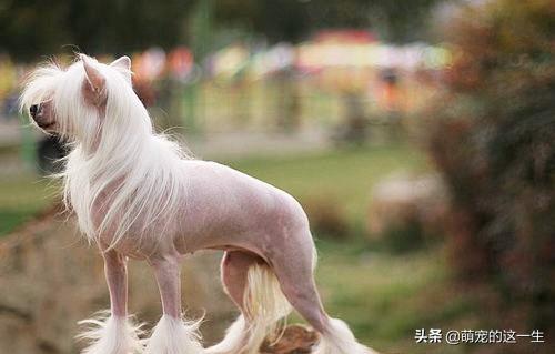 狗狗掉毛太凶怎么办,狗狗掉毛的原因及解决方法