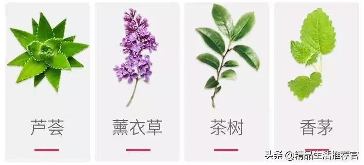 夏季再也不用担心蚊子,夏天不用药品防治蚊子的办法