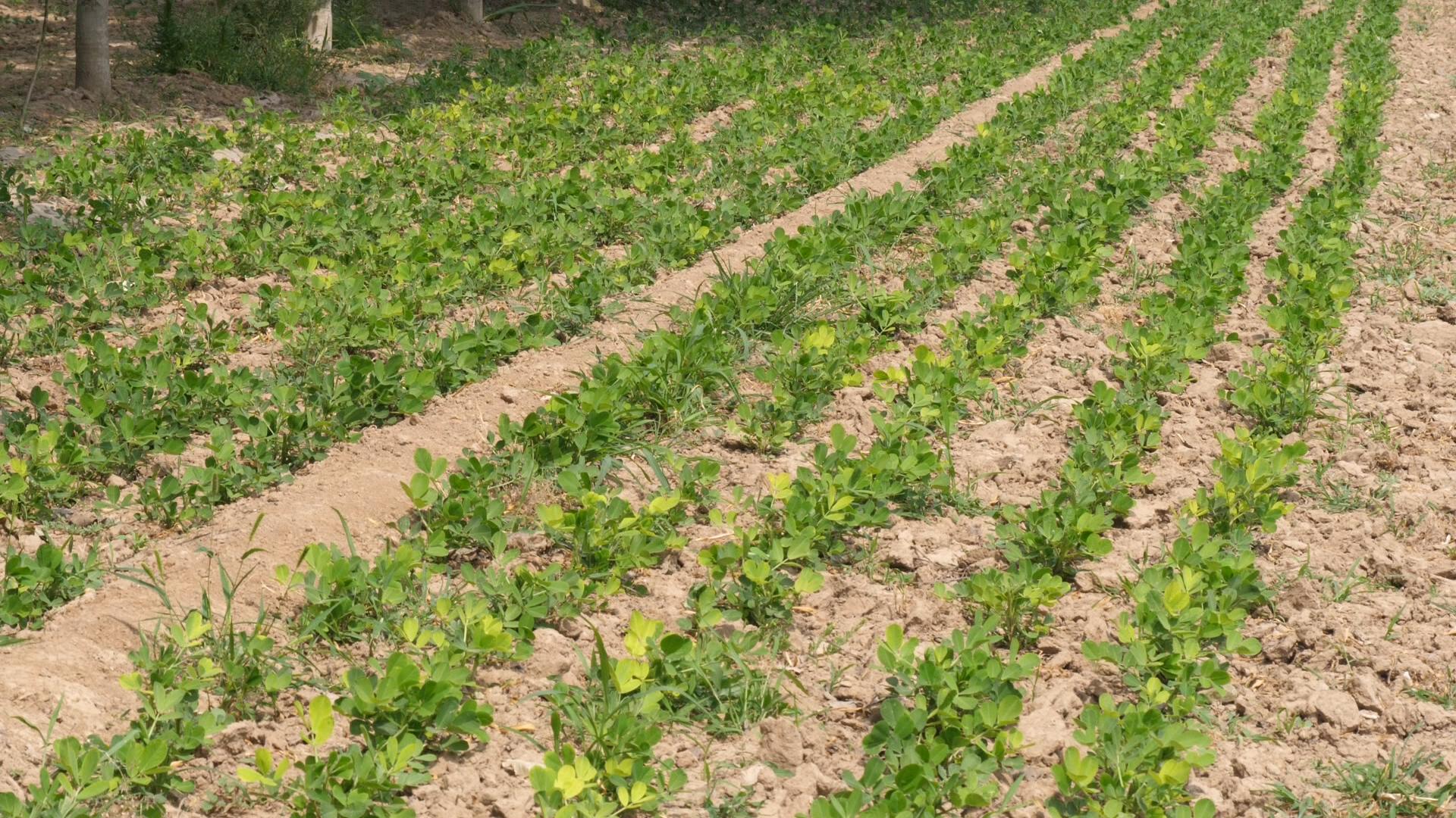 花生叶子发黄有锈斑用什么药,花生苗期黄叶的原因和解决方法