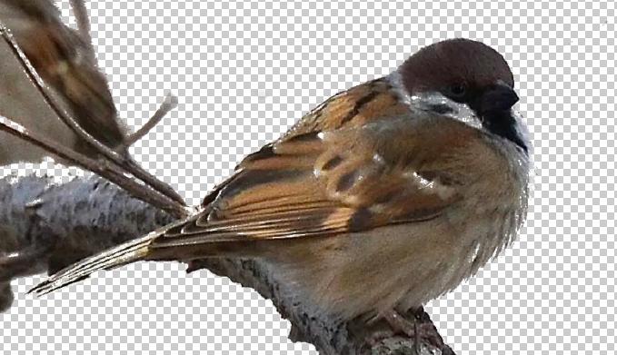 ps修图技巧学习交流,ps修图小技巧新手必看的实用技巧