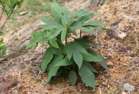 叶似手掌，根含牛奶，因价值高常年遭人盗挖，若发现请及时制止