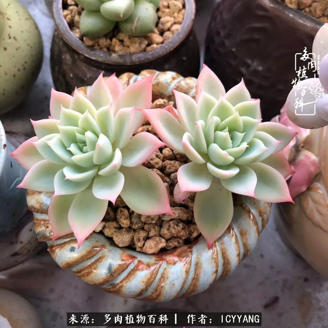 多肉隔着玻璃晒太阳效果好吗,隔着玻璃养的多肉照样长得好