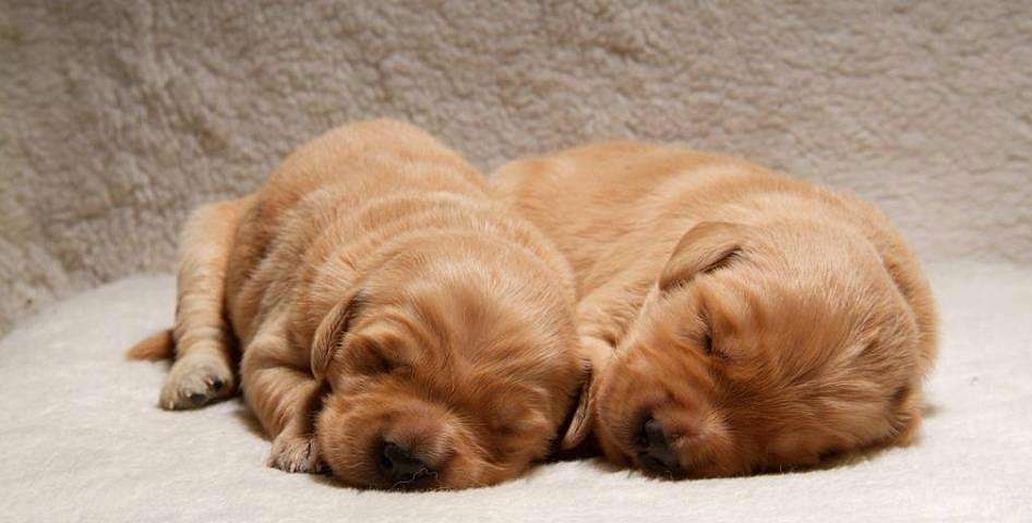 金毛好养吗爱乱跑吗,金毛的优点和缺点