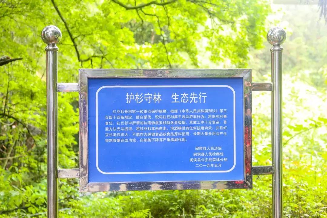 红豆杉树皮有哪些副作用,红豆杉树皮煮水可以抗癌吗