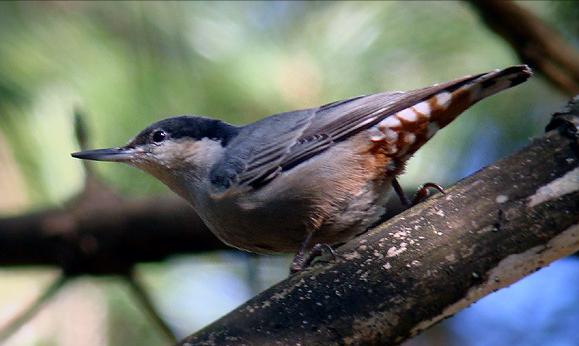 广东常见鸟类图谱和名称图文,东江揽胜鸟类